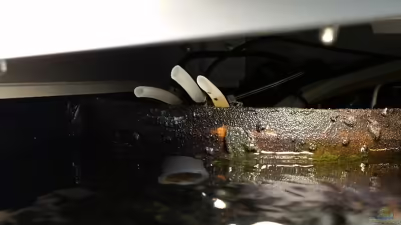 Die Aorta mit Ihren Adern ;)  von Betta Chris (118)