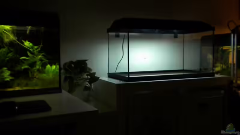 Die Aquarienzeile im Arbeitszimmer, 3 Becken von Benjamin Hamann (3)