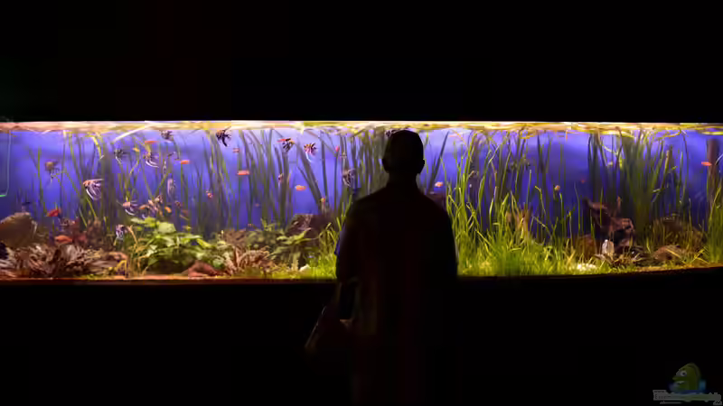 Die Aquaristik als Hobby: Ein umfassender Überblick über Zahlen, Trends und Entwicklungen