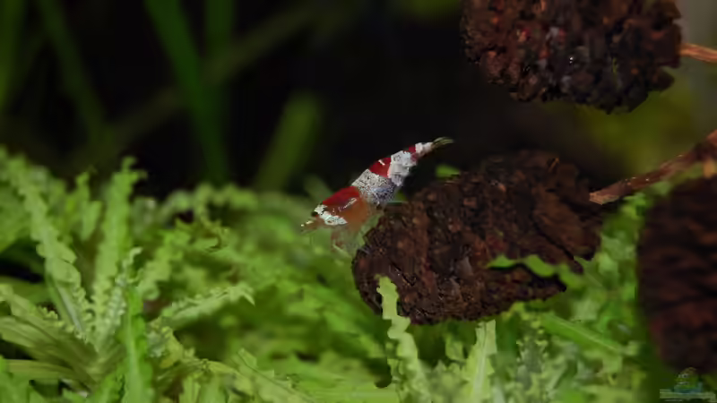 Die Aquaristik als Hobby: Ein umfassender Überblick über Zahlen, Trends und Entwicklungen