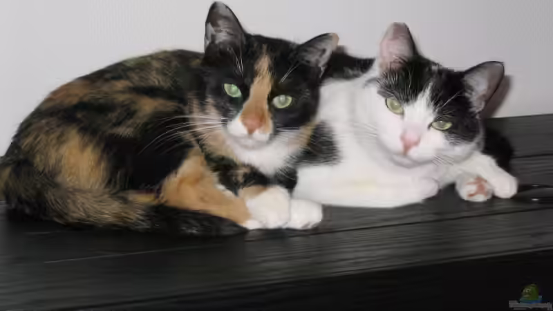 Die Aquariumabdeckung der Lieblingsplatz meiner Katzen von Ralf Heby (2)