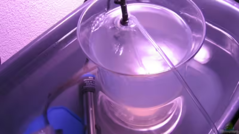 Die Artemia Krebschen wachsen und wachsen :-) von Beat Affolter (27)