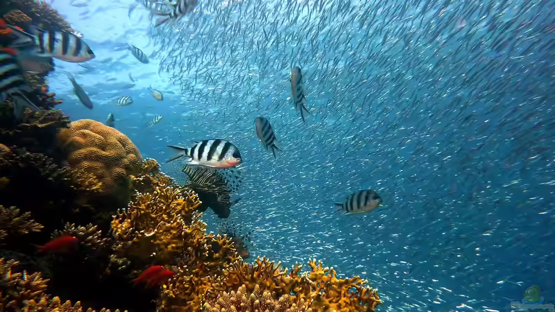 Die artenreichsten Korallenriffe weltweit