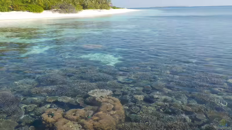 Die artenreichsten Korallenriffe weltweit