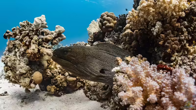 Die artenreichsten Korallenriffe weltweit