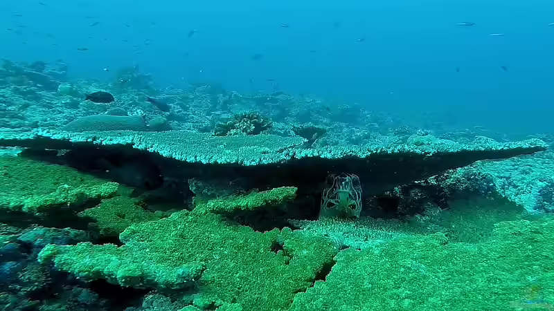 Die artenreichsten Korallenriffe weltweit