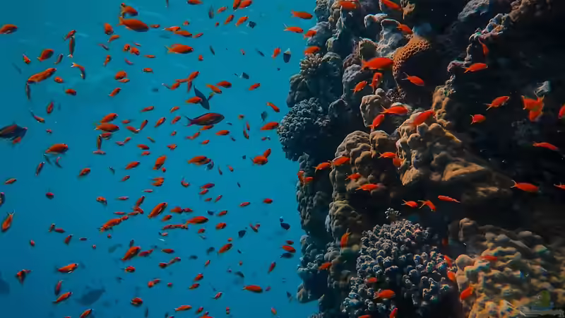 Die artenreichsten Korallenriffe weltweit