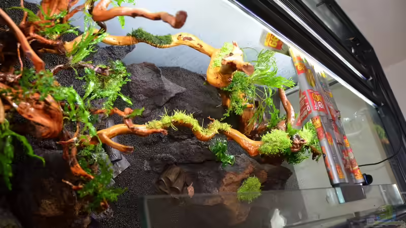 Die Aufsitzerpflanzen von oben von Gallius (21)