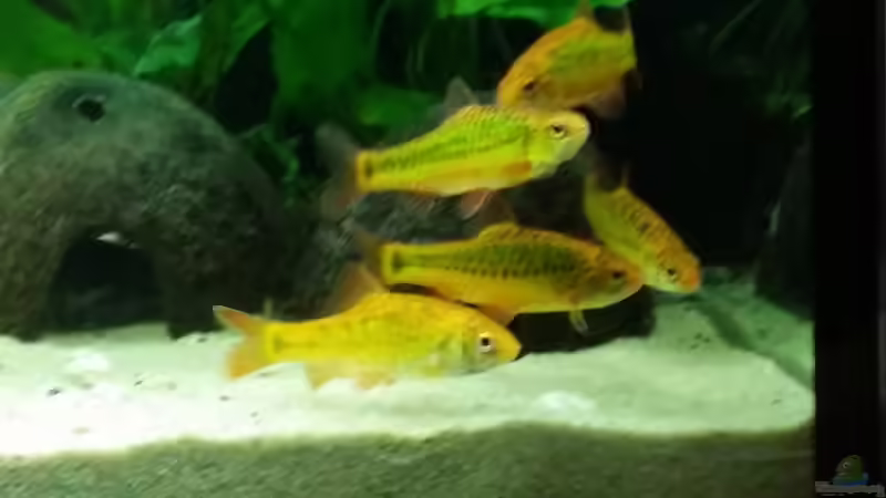 Die ausgewachsenen Brokatbarben (ca. 4 Jahre alt) von Alexander987 (4)