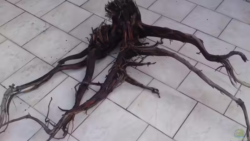 Die Auswahl ist getroffen: Diese liegt in der rechten Ecke, direkt an der Seitenscheibe, von GGuardiaNN (50)