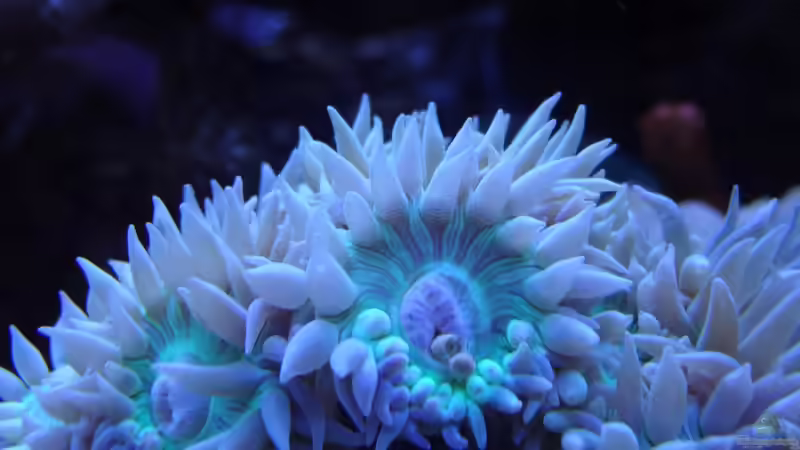 Die Axifuga beim Frühstücken von Seewasserpanscher (29)