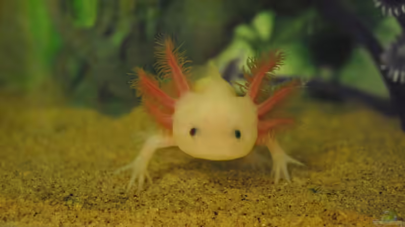 Die Axolotlpest erkennen und behandeln
