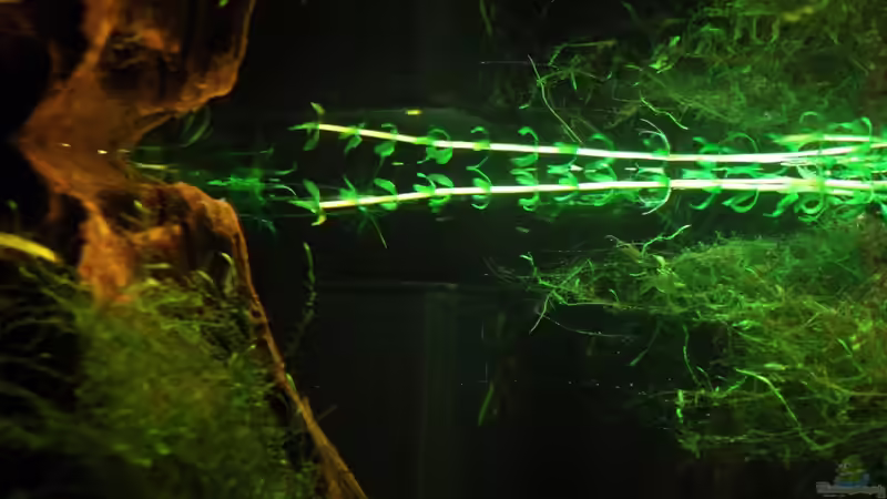 die Babyecke übern Innenfilter (wenn man genau hinsieht kann man die Guppybabys von Babsi Aud (33)