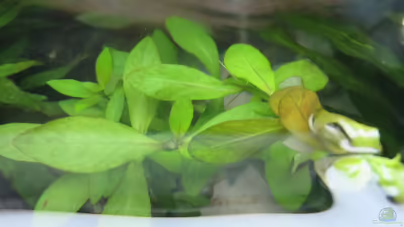 die Bacopa von oben von zwilling1662000 (2)