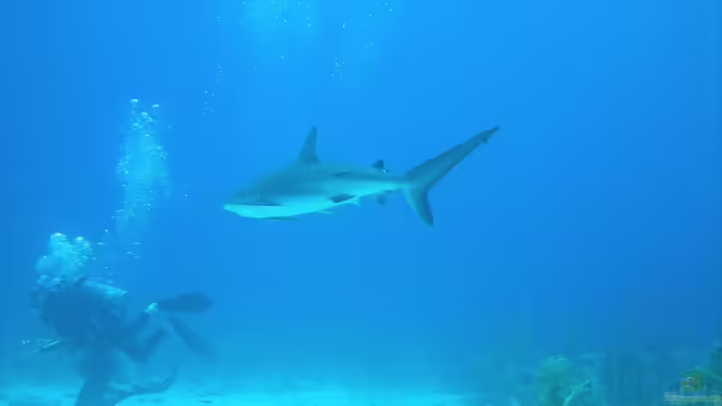 Die Bahamas: Ein Urlaubsparadies aus aquaristischer und terraristischer Sicht