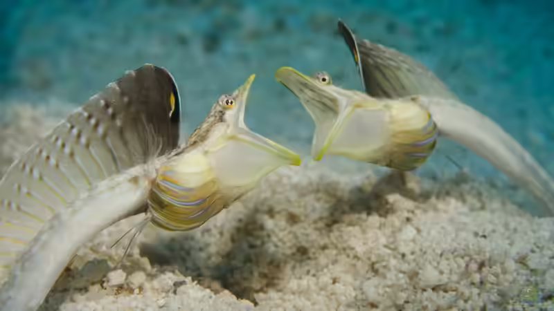 Die Bahamas: Ein Urlaubsparadies aus aquaristischer und terraristischer Sicht