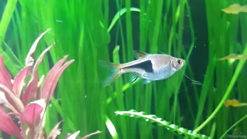 Die Balz der Keilfleckbärblinge - Ein tiefgehender Blick auf Verhalten, Bedingungen und erfolgreiche Nachzucht