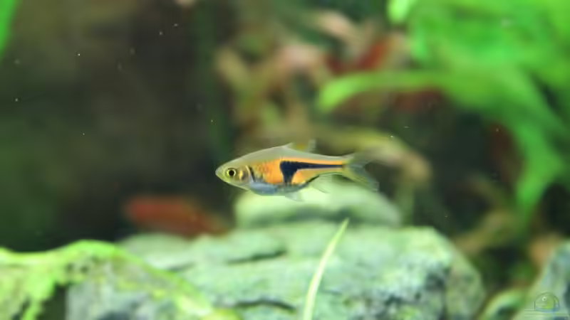 Die Balz der Keilfleckbärblinge - Ein tiefgehender Blick auf Verhalten, Bedingungen und erfolgreiche Nachzucht