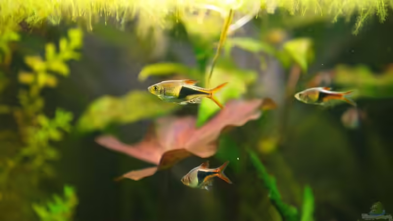 Die Balz der Keilfleckbärblinge - Ein tiefgehender Blick auf Verhalten, Bedingungen und erfolgreiche Nachzucht