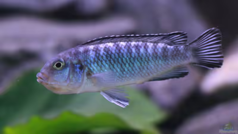 die Balz war erfolgreich :) Pseudotropheus socolofi, w von Nina Hutter (19)