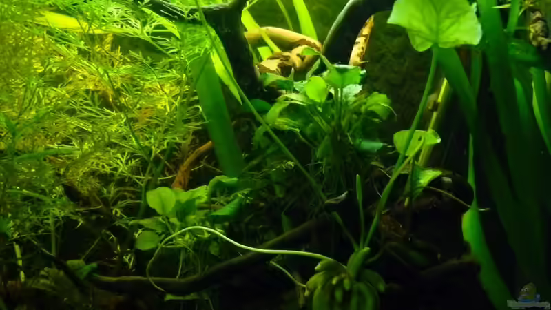 Die Bananenwurzel (Name?) von Romulus71 (20)