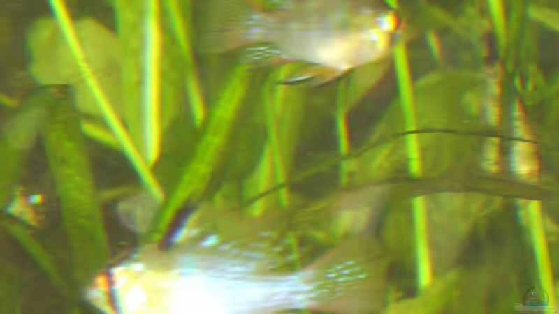 die Barsche leider schlecht zu erkennen von Sebastian Sander (10)