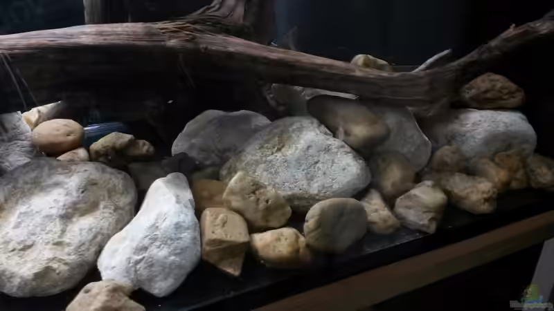 Die Basis für den Bodengrund von Beulenkopftyp (18)