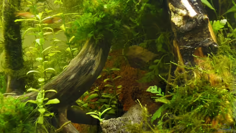 Die Beckenmitte, alles ´wuchert´ - 16.05.2011 von bergfrau (27)