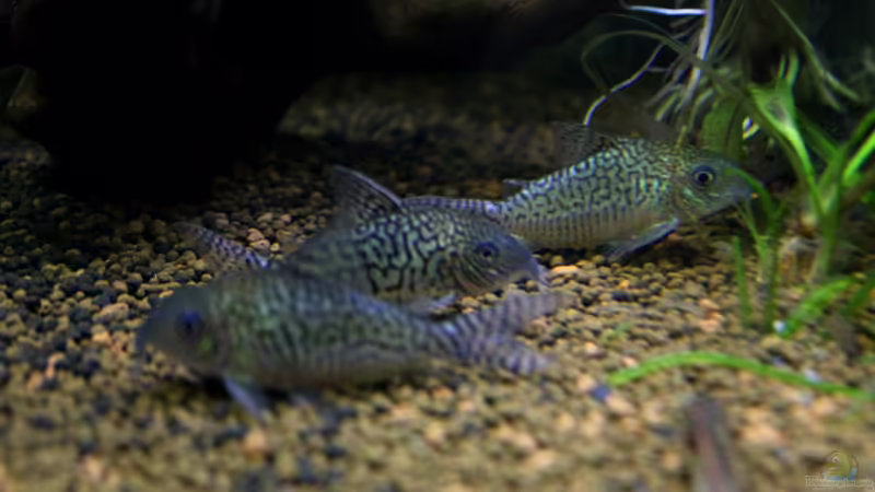 die bei mir altbekannten Corydoras cf.sodalis von Falk (35)