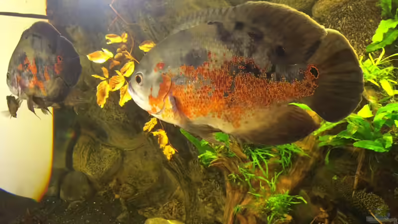 Die beiden an der Scheibe  von Jonas B. (35)