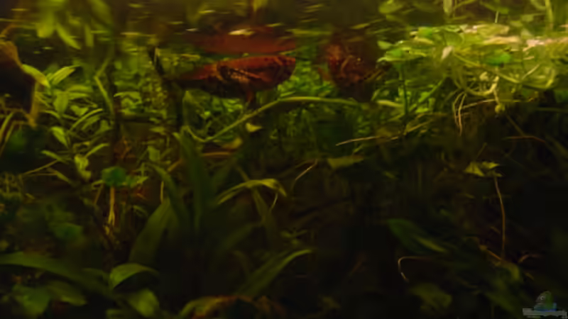 die beiden anderen Pantodons von Nico Nowotny (14)