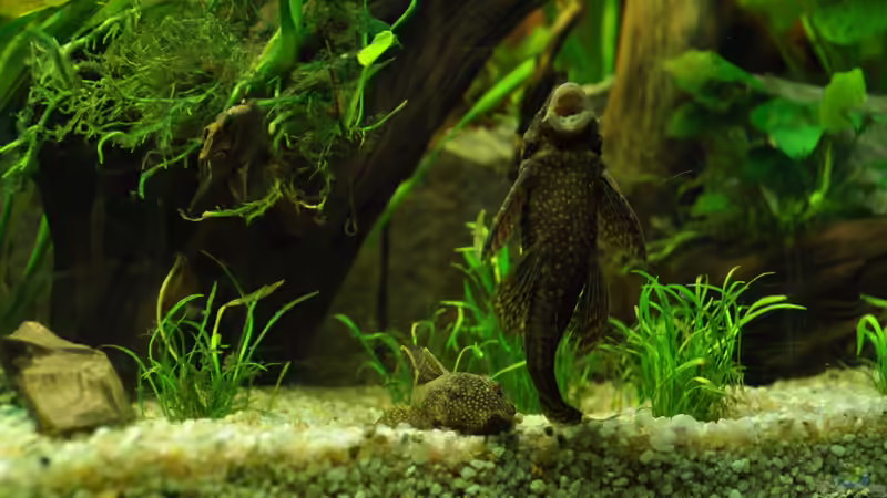 Die beiden Antennenwelse von Andy90 (28)