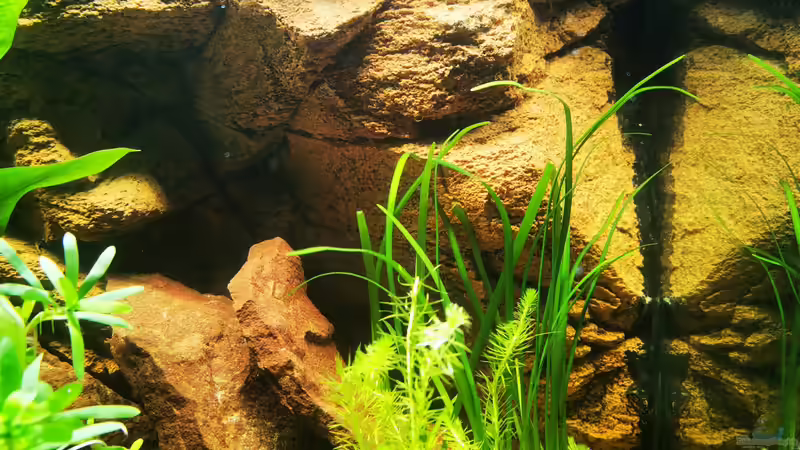 Die beiden Ausströmöffnungen der Pumpen sind kaum zu sehen von Odonata (17)