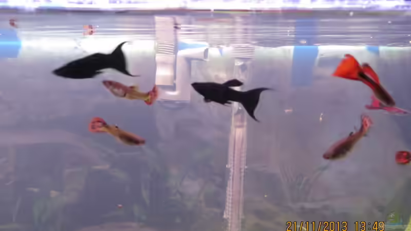 die beiden Black Molly von janine wolf (7)