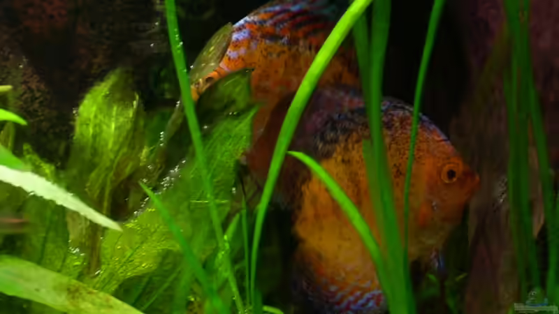 Die beiden Diskus von @quarium Cologne (99)