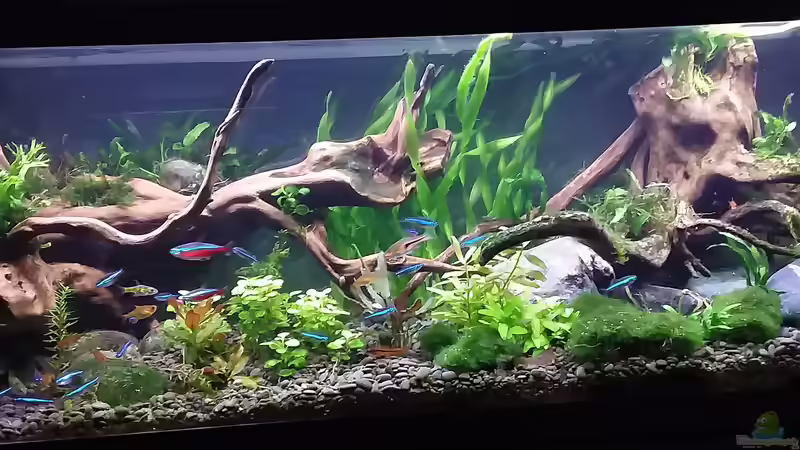 die beiden Fingerwurzeln - 19.12.19 von Grünhexe (7)