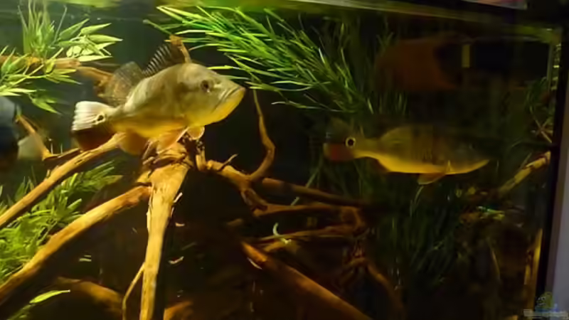 Die beiden größeren Cichla Monoculus von Monoculus (10)