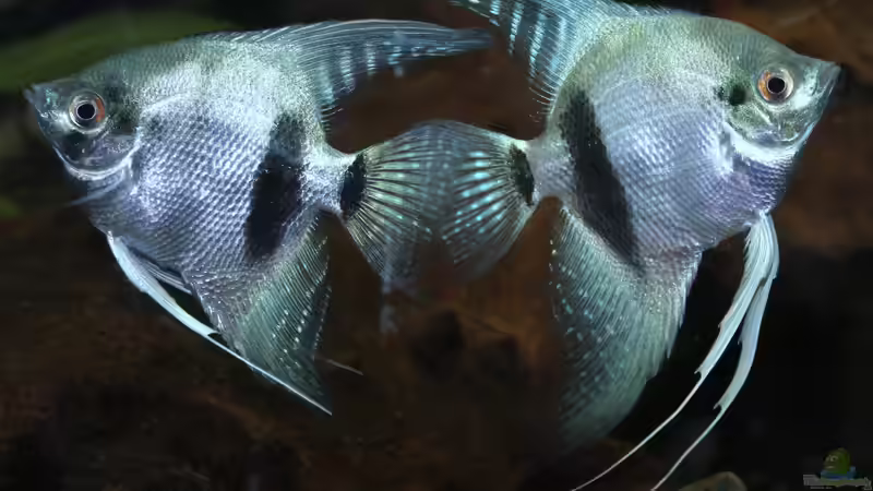 die beiden hatten ´Hochzeitstanz´ von Falk (44)