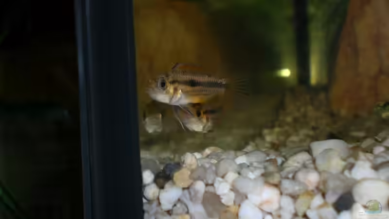 Die beiden Kakaduzwergbuntbarsch Weibchen  von SinFin (6)