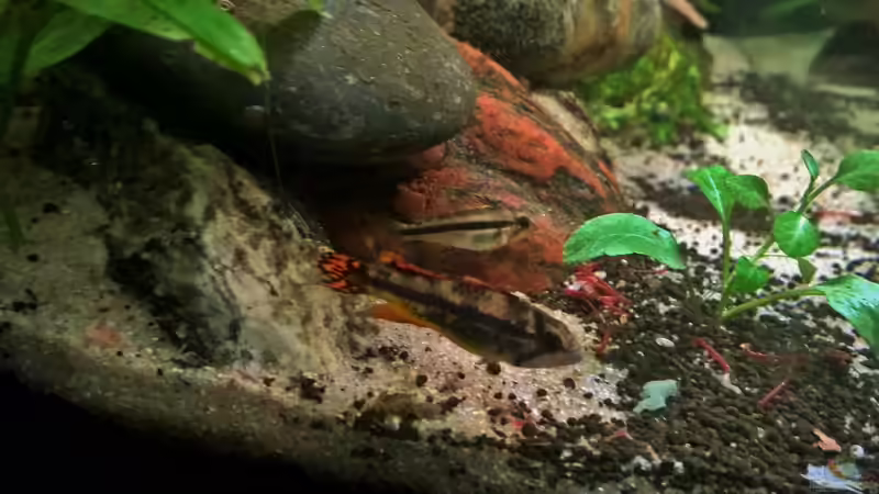 Die beiden Kakaduzwerge auf der Jagd nach MüLas von Martin L. (12)