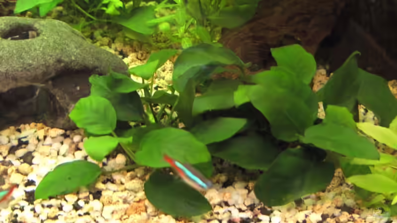 die beiden kleinen Anubia nanas im becken von Markus Thummerer (2)