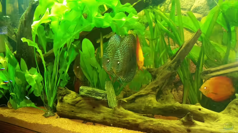 die beiden Leopardenböcke von podoma (34)