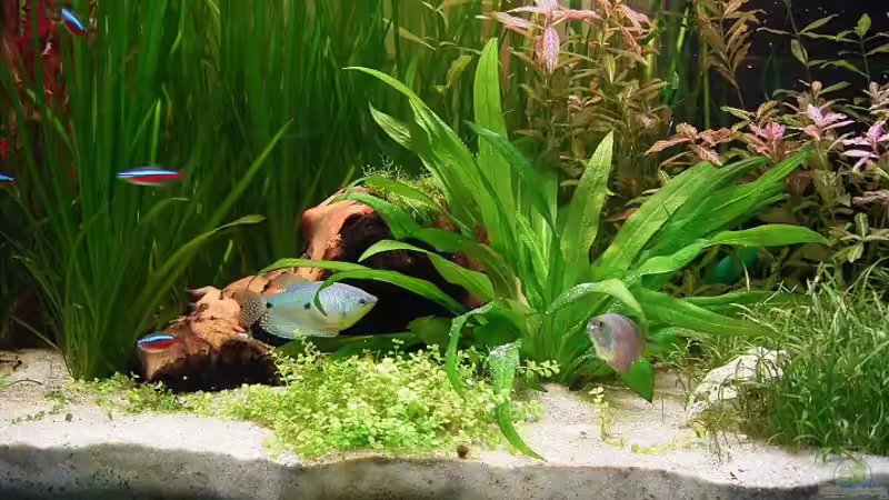 die beiden lieben und hassen sich ;) von Björn Seligmann (4)