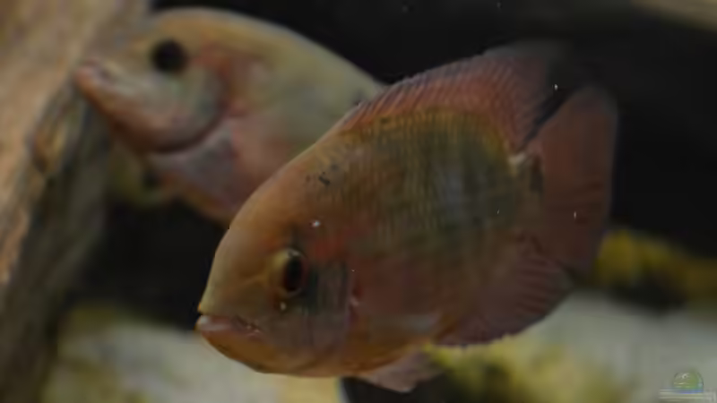 Die ´beiden´ mal ohne ihre schwarzen Flecken. von GGuardiaNN (100)