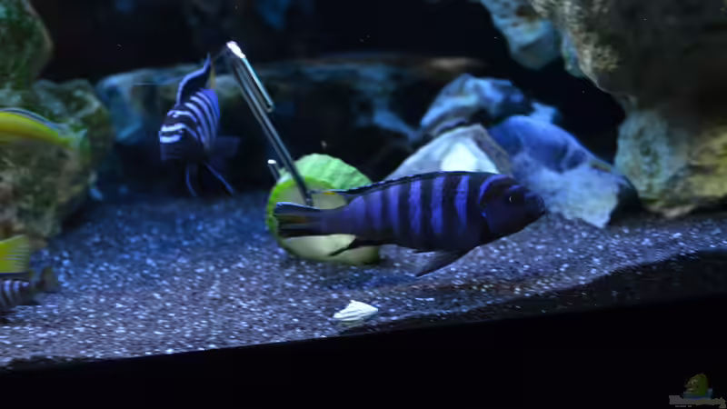 die beiden mpanga Böcke von Lordi (22)