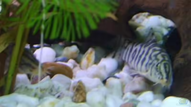 Die beiden Netzschmerlen von Rocky (15)