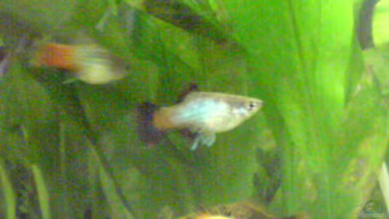 Die beiden neuen Weibchen am 16.08.08 (oben) von Dornauge xxl (36)