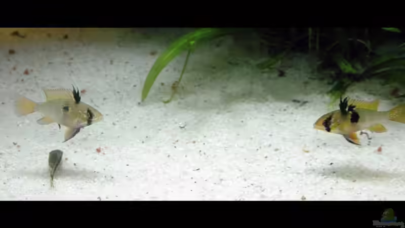 Die beiden Schmettleringsbuntbarsch Weibchen von The_Lizardking (37)