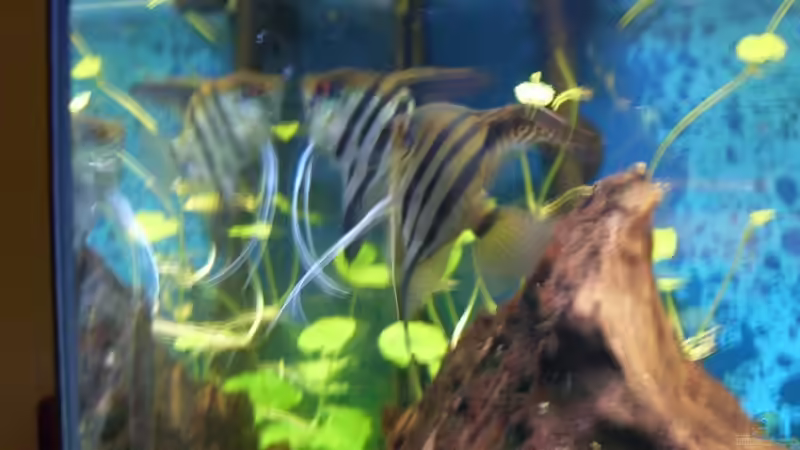 Die beiden Skalare von Sascha Nagy (11)