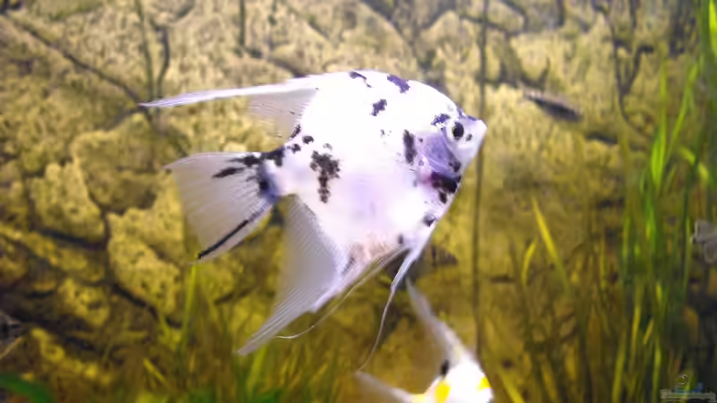 Die beiden weißen Skalare von Yvonne Storms (20)